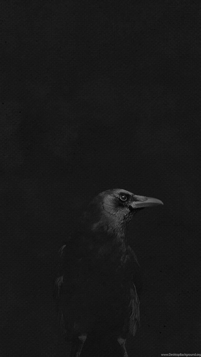 Crow On Black By Dave Riensche