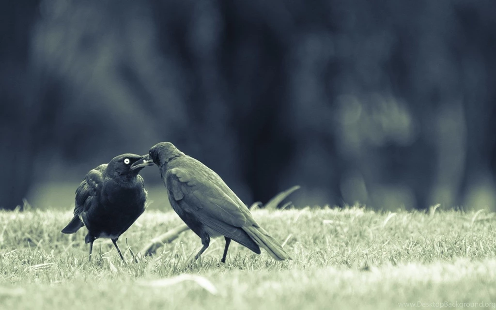 Crow Wallpapers Hd Wallpapers