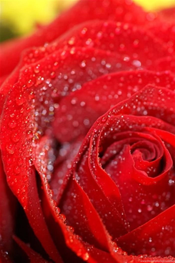 Red Rose Photos And Wallpapers