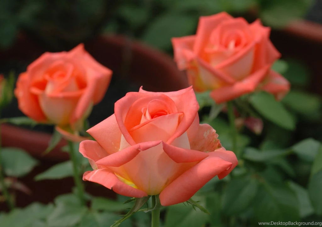 Hd Nature Wallpapers, Amazing Landscape Images, Free Habitat ...