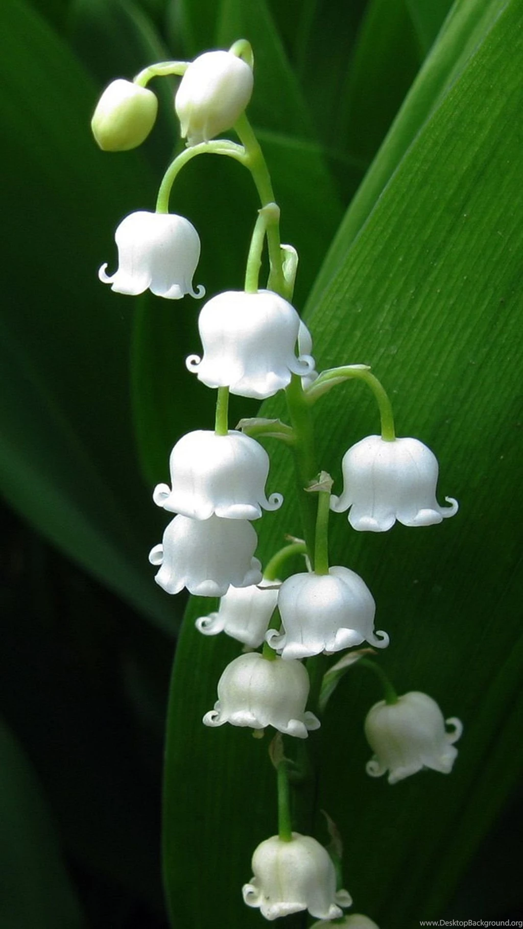 Nature Lily Of Valley iPhone 6 Wallpapers Download