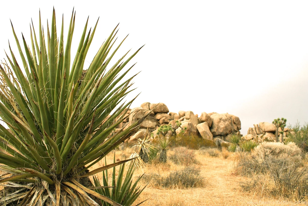 Desert Backgrounds 1 By Photohouse On DeviantArt