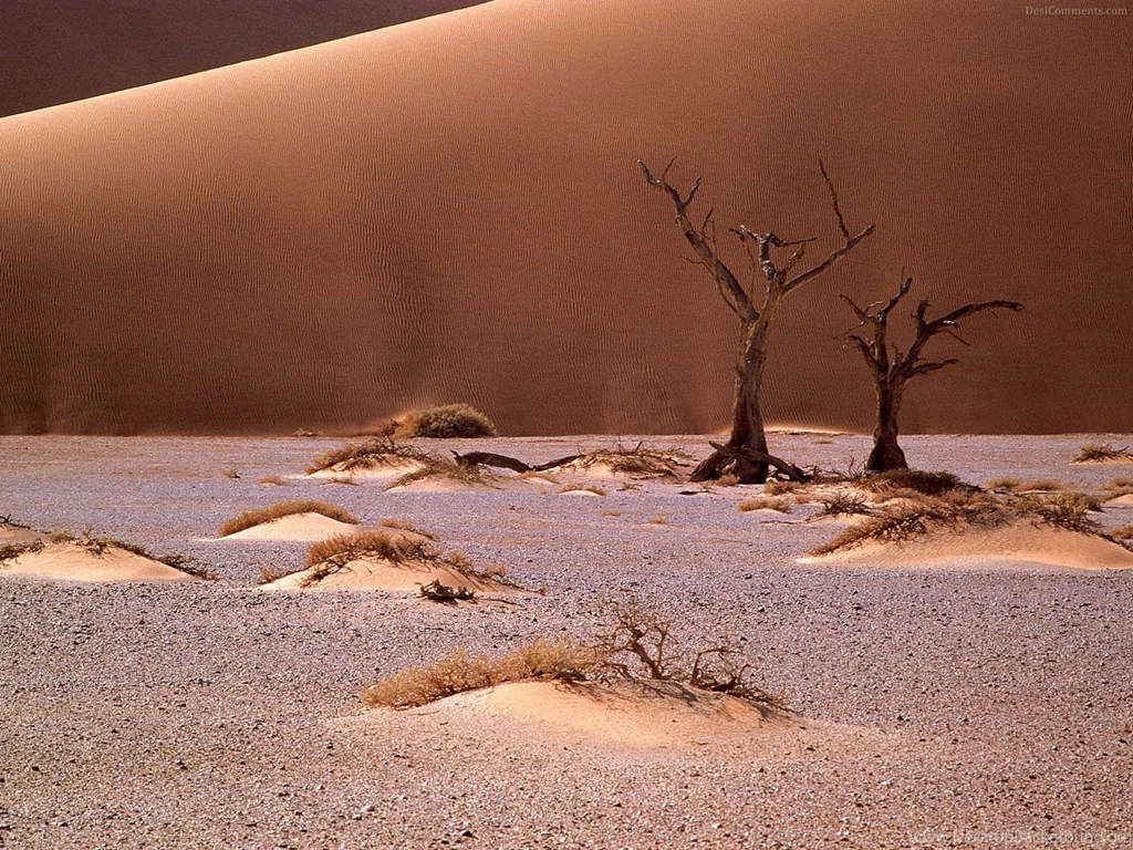 Desert Wallpapers