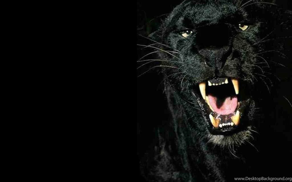 Black Panther Backgrounds