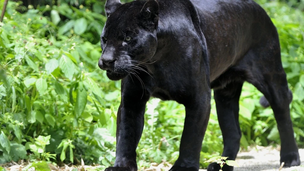 91 Black Panther HD Wallpapers