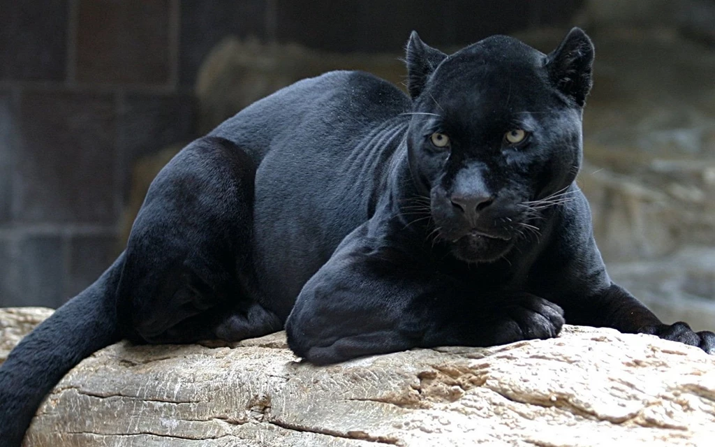 Black Panther Computer Wallpapers, Desktop Backgrounds