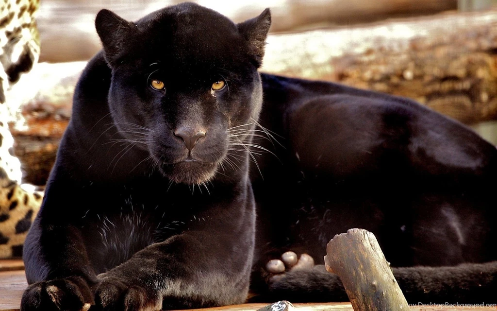 Black Panther HD Wallpapers.jpg