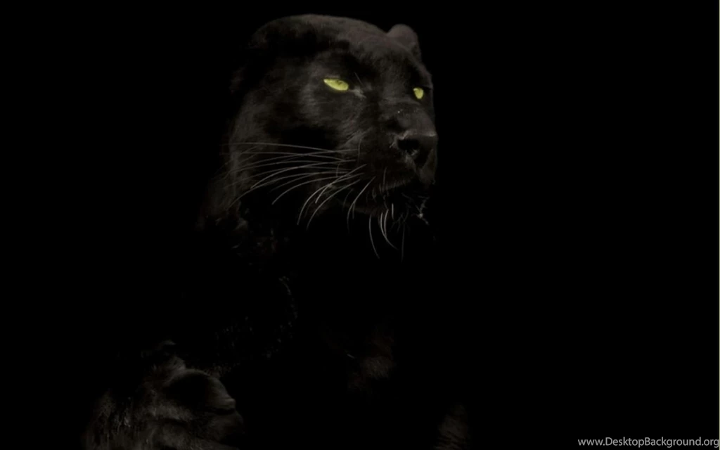 Cats Animals Black Panther Wallpapers