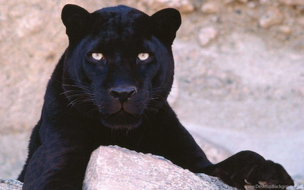 Black Panther Wallpapers HD Top 20 Best Collection Download