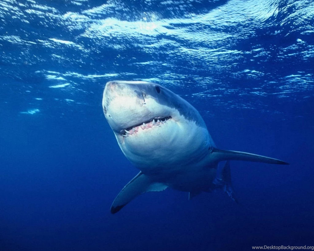 Sharks