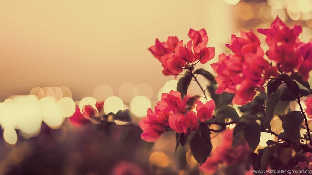 Photography, Flowers, Bokeh Lights, Photo Vintage, Hd Wallpapers