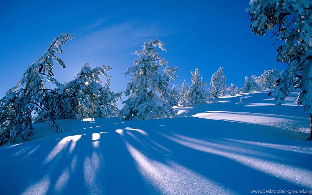 Tree Shadows Over The Snow Wallpapers 27413