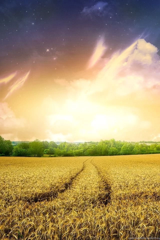 Gold Field Iphone 4 Wallpapers 640x960 Hd Wallpapers Downloads For ...