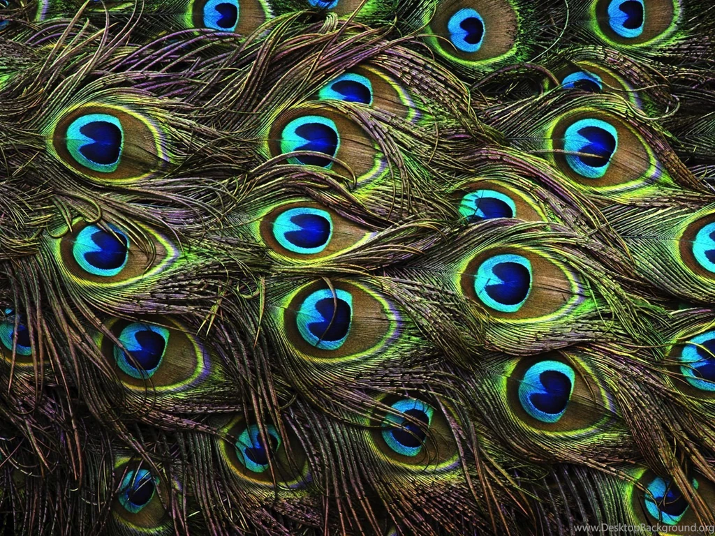 Wallpapers Of Peacock Feathers HD 2015