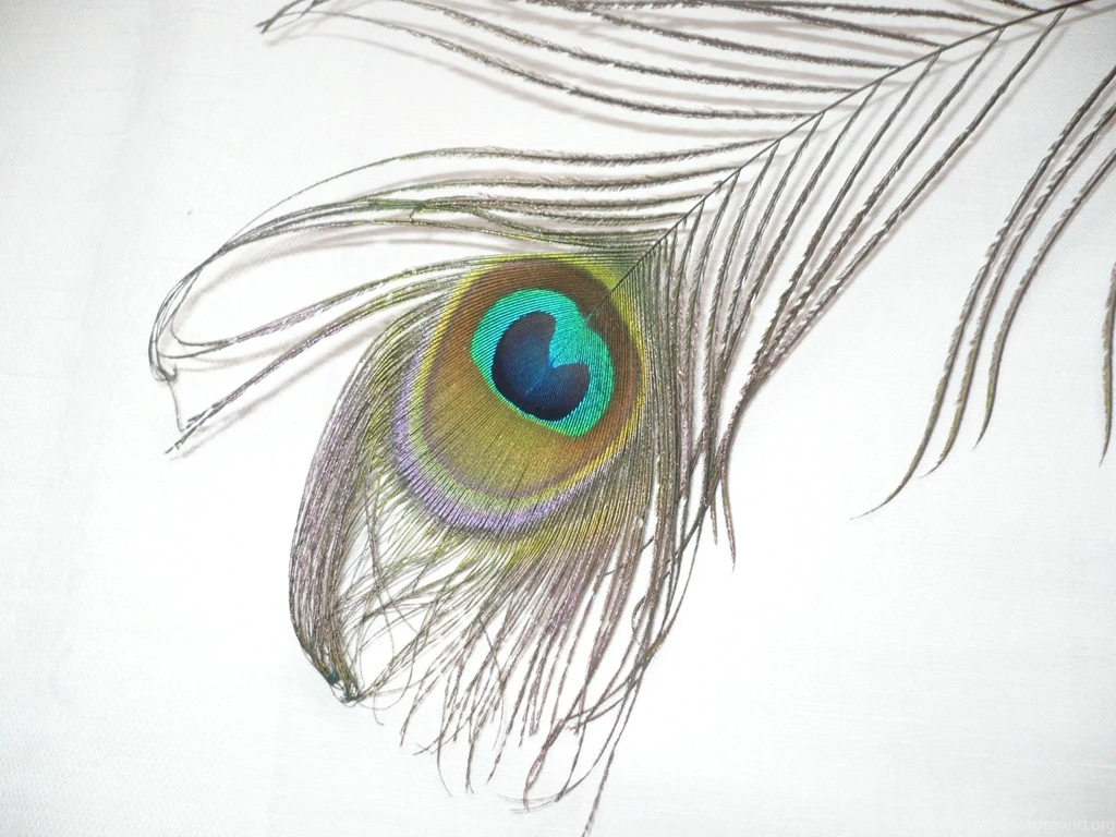 Wallpapers Peacock