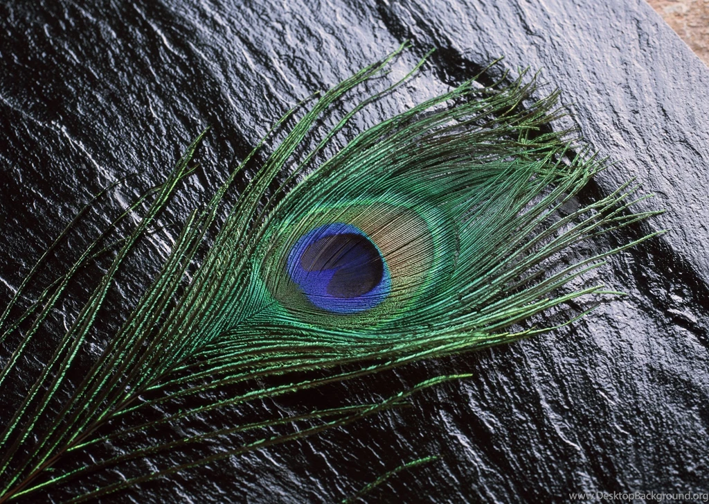 Blue peacock