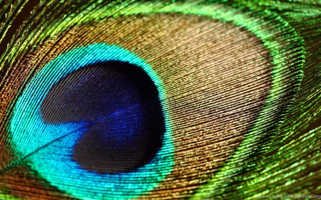 Peacock Feather Wallpapers