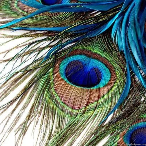 Online Buy Wholesale Peacock Feather Wallpapers From China Peacock ...