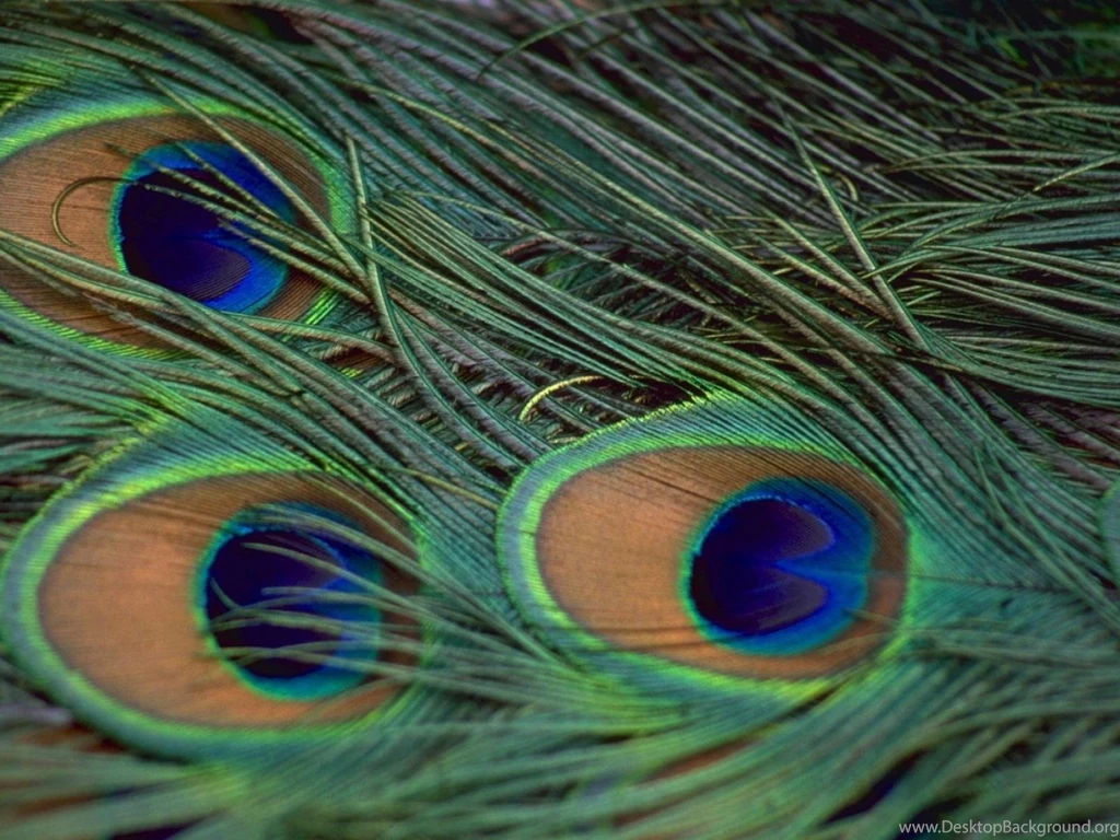 Peacock Feather Wallpapers Wallpapers Free Peacock Feather ...