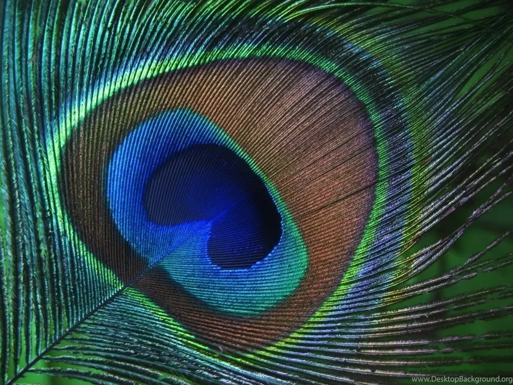 Cute & Sweet Peacock Feather Pics
