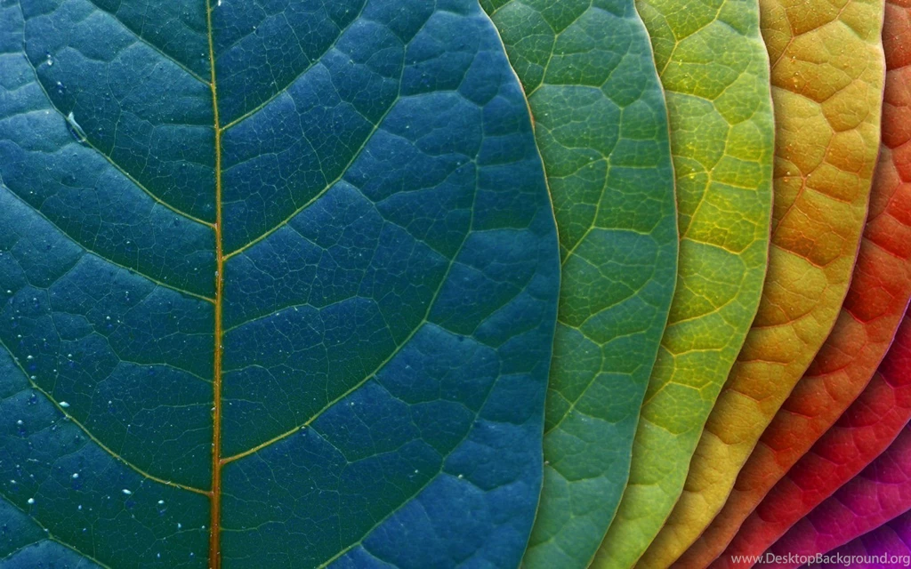 Decoration Of The Backgrounds Of Your Computer Wallpapers