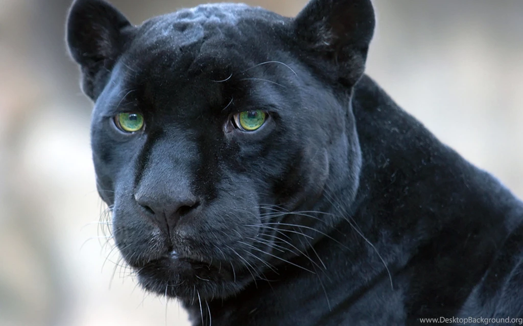 Download Wallpapers 3840x2400 Panther, Muzzle, Big Cat, Look Ultra ...