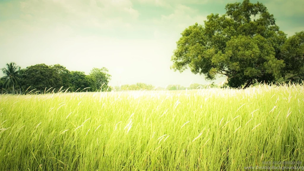 Green Landscape HD Wallpapers