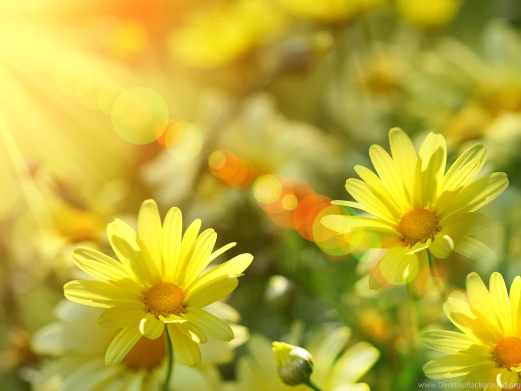 Wallpaper: A Cup Of Sunshine Wallpapers