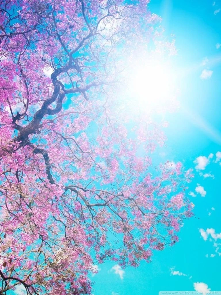 Spring Sunshine HD Desktop Wallpapers : High Definition ...