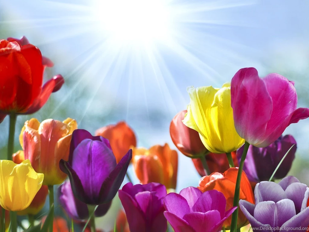 Tulip Flowers And Morning Sunshine Wallpapers