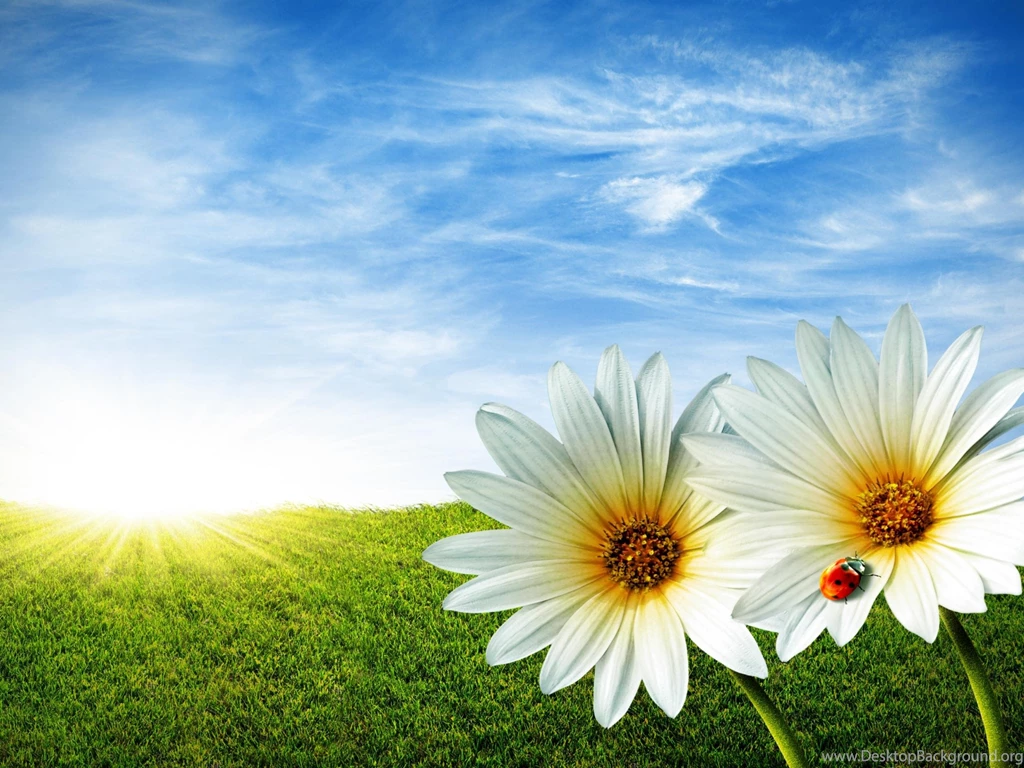 Wallpapers Flowers Spring Daisy Field Grass Lady Bug Nature ...