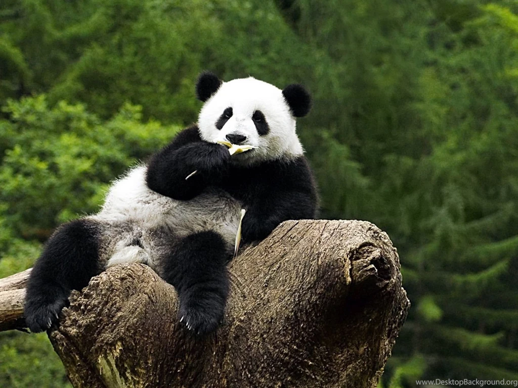 Panda Wallpapers Full HD