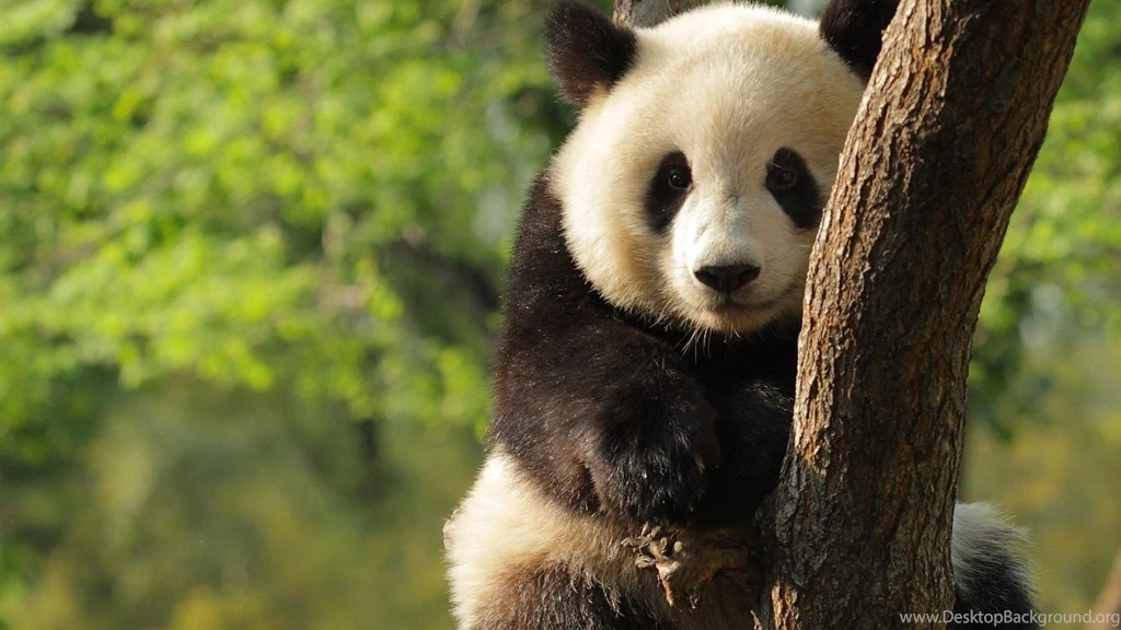 Giant Panda Desktop Backgrounds Free