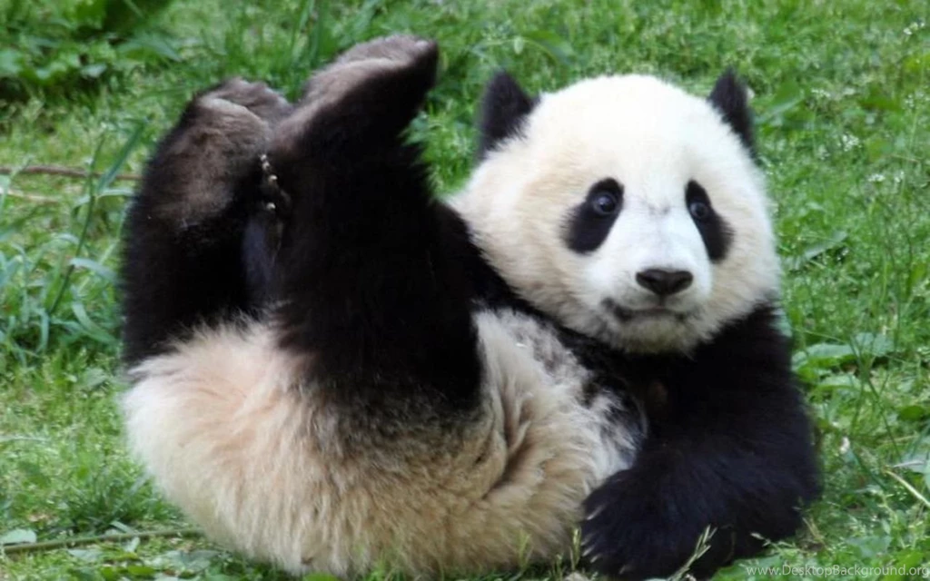 Backgrounds Panda Wallpapers