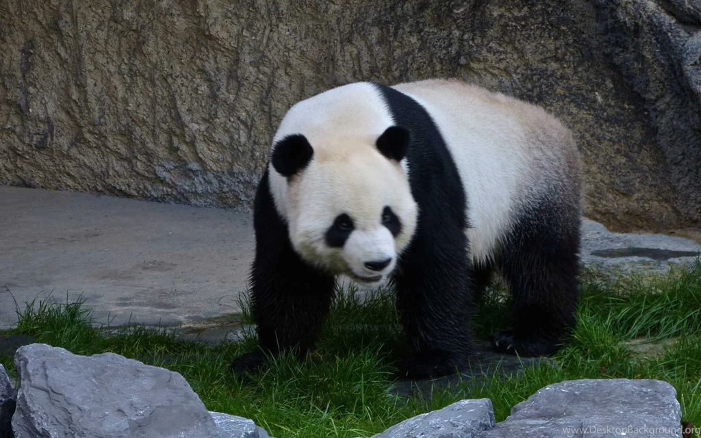 Panda Wallpapers Top 20 Best Wallpapers Of Cute Panda Bear