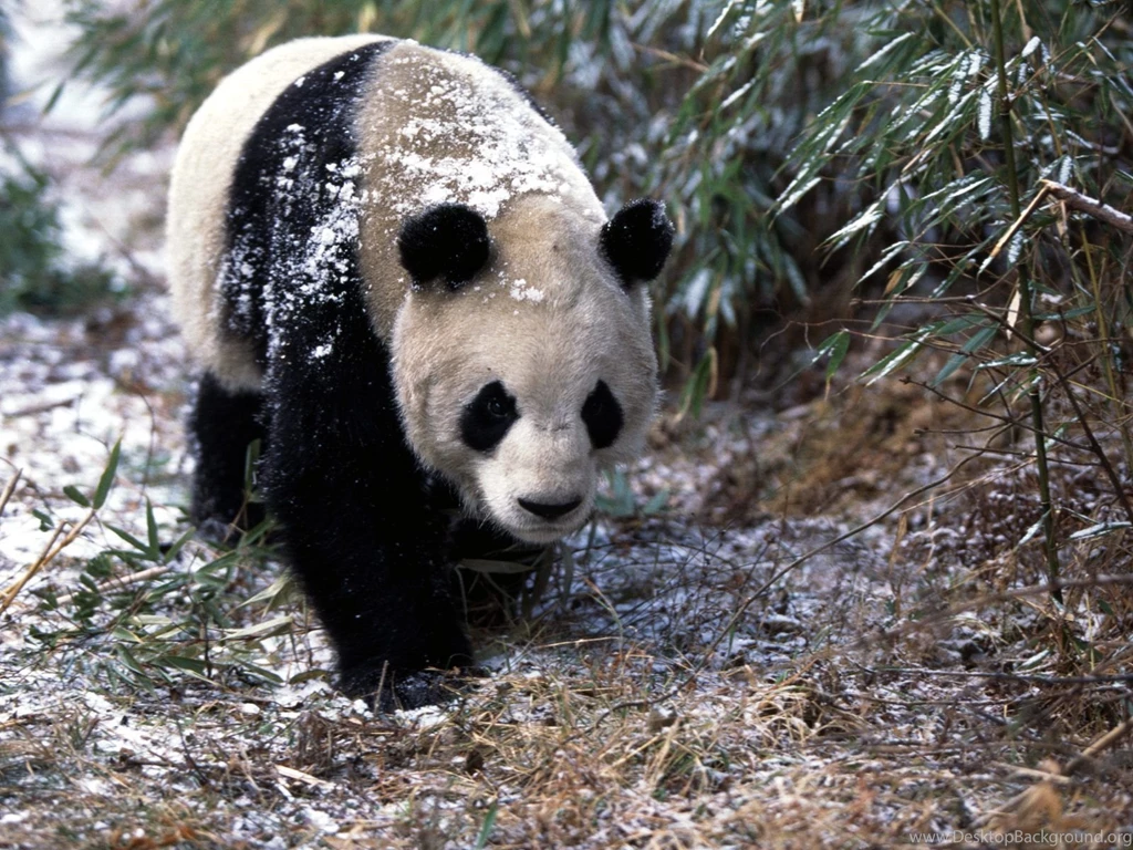 PANDA WALLPAPER (