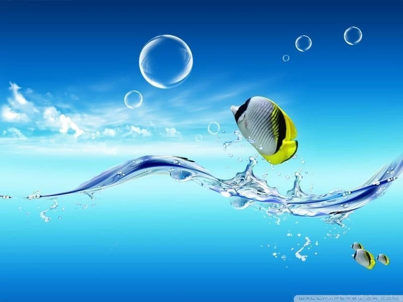Fish Jumping Out Of The Water HD Desktop Wallpapers : Widescreen ...