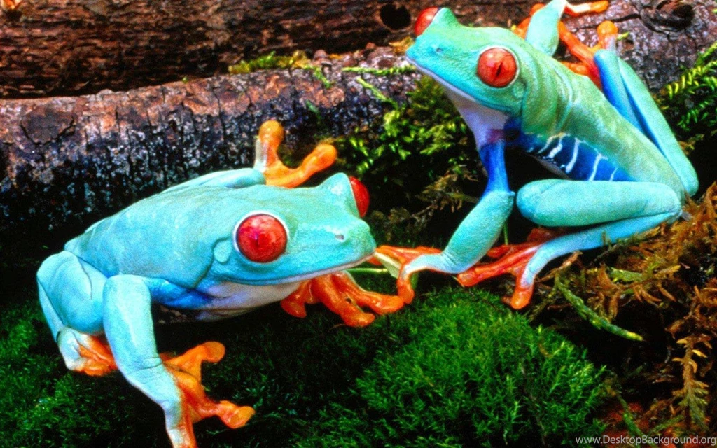 Frogs Animal Wallpapers Hd Animal Wallpapers