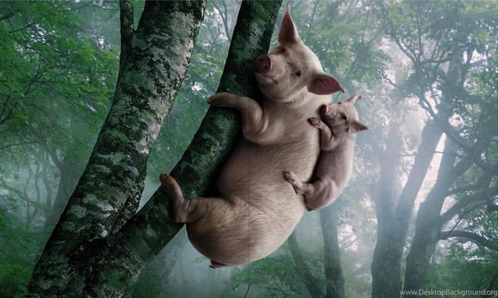 Animals Wallpapers For Desktop Free 21 Backgrounds Wallpapers ...