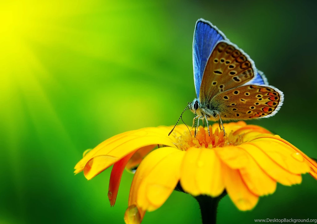 Wild Animal Wallpapers, Animal Planet, Desktop Images, Cute ...