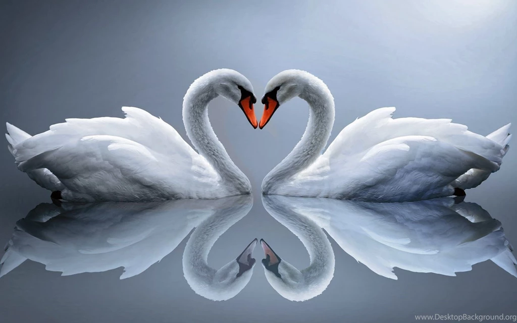 Animals Wallpapers_animal Wallpapers_download Free Wallpapers