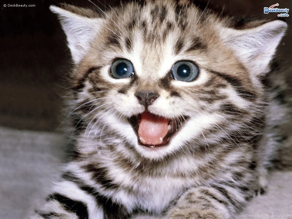 Animal Wallpapers