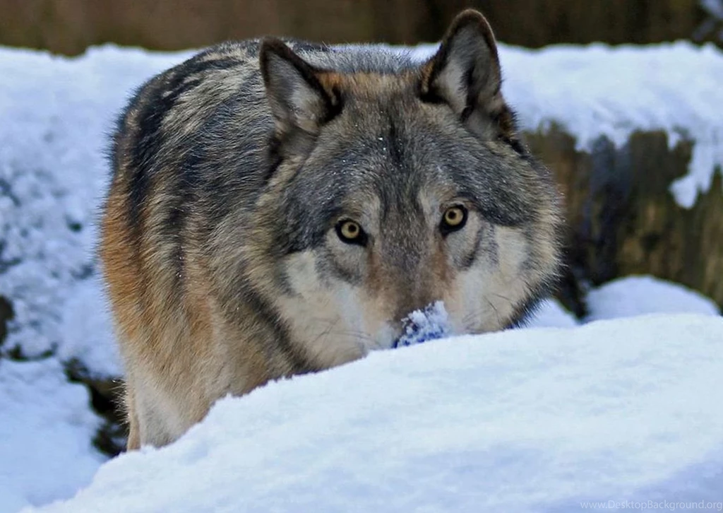Animal Wallpapers, Wild Animal Wallpapers, Animal Kingdom, Cool ...