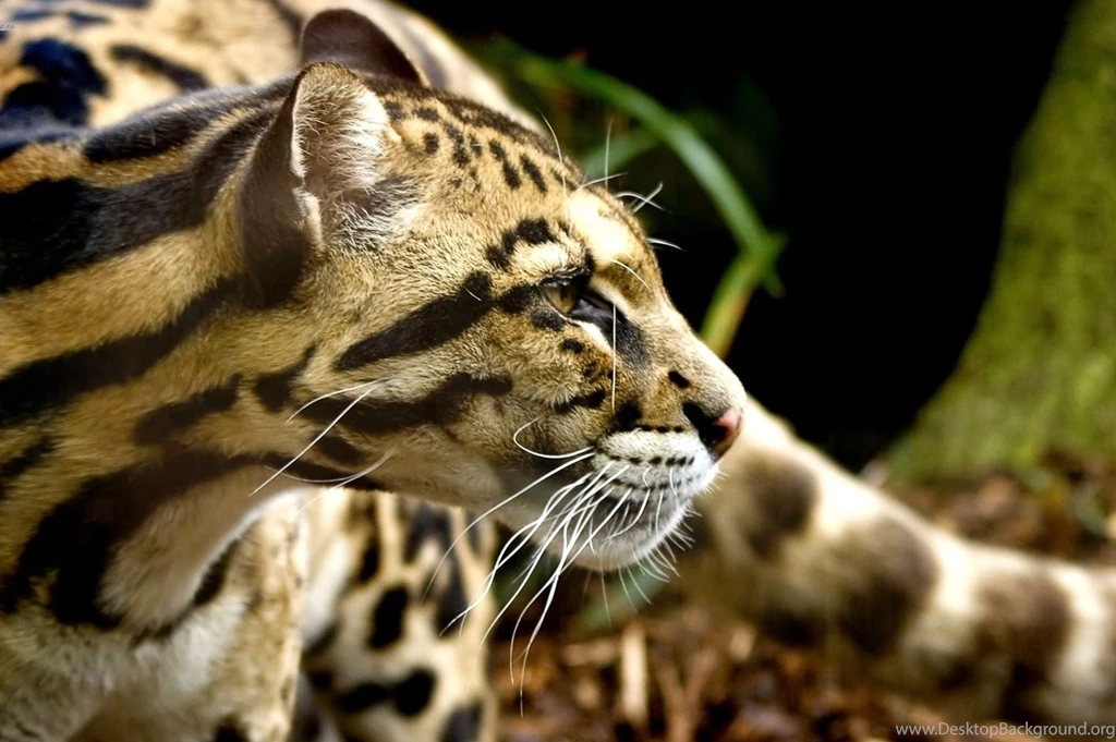 Animal Wallpapers, Wild Animal Wallpapers, Animal Kingdom, Animal ...