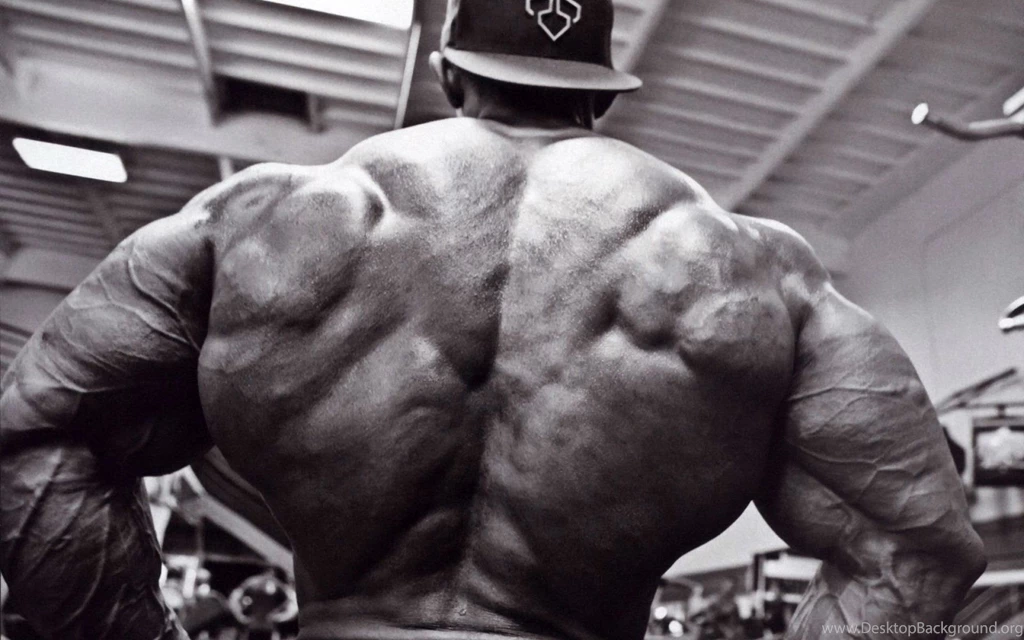 Body building Fitness Muscle Muscles Weight Lifting Bodybuilding ...