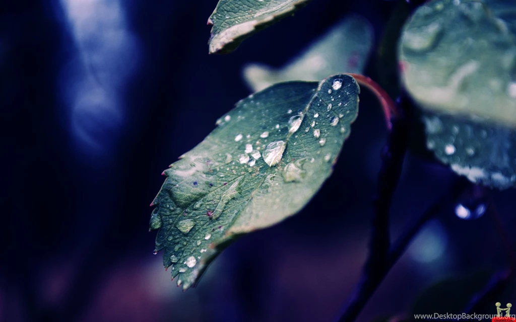 Rain Wallpapers Hd 1920X1080   1646927