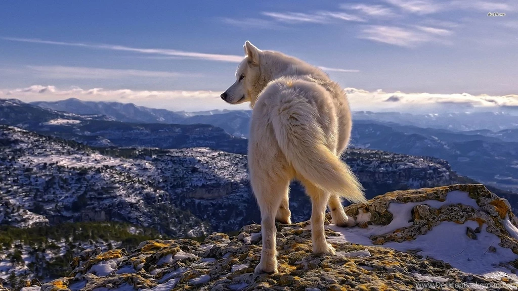 White Wolf Wallpapers Animal Wallpapers