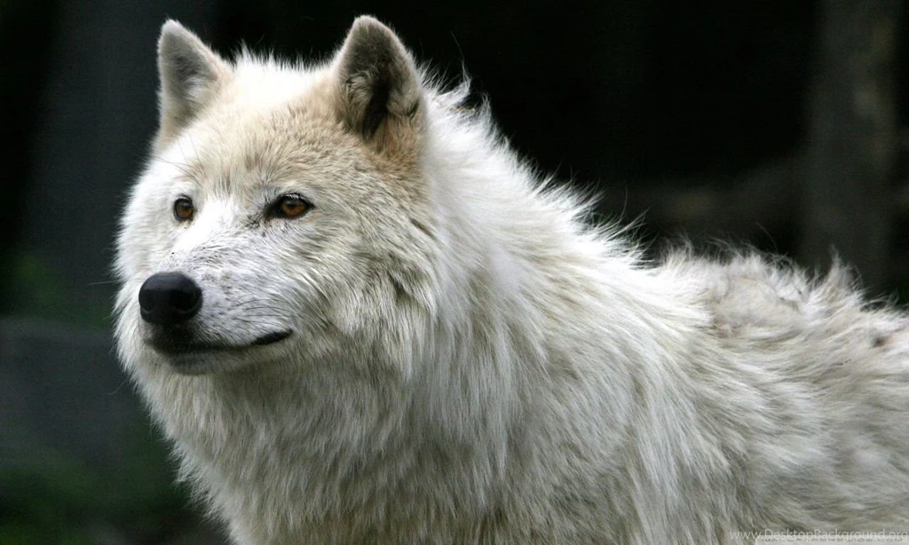 White Wolf HD Desktop Wallpapers : Widescreen : High Definition ...