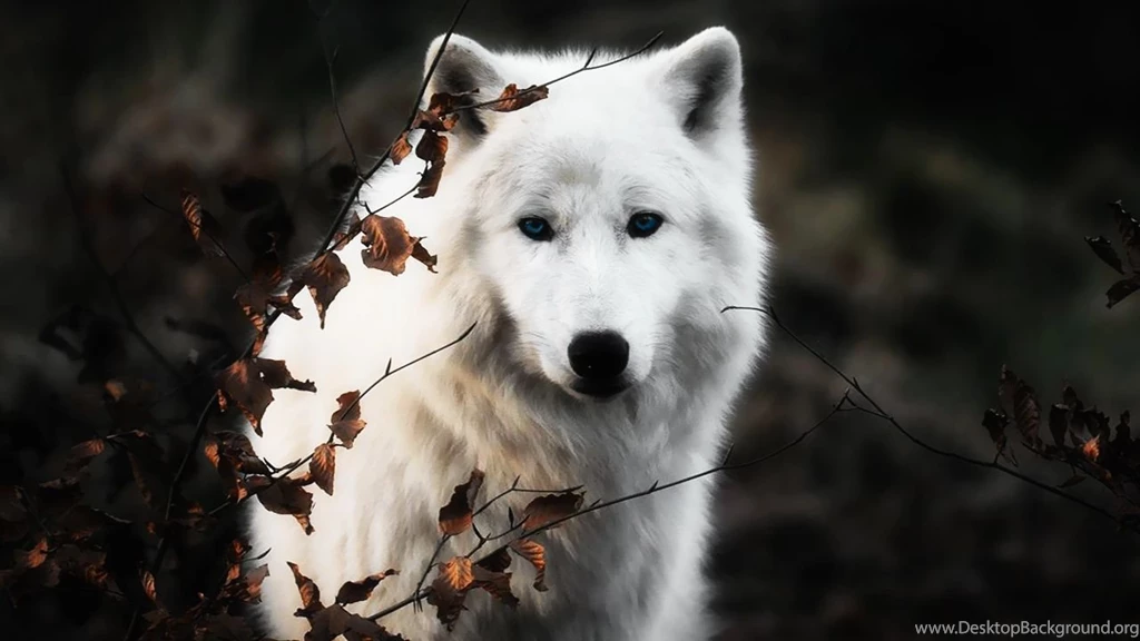 White Wolf Wallpapers By TheWolfRomeo On DeviantArt