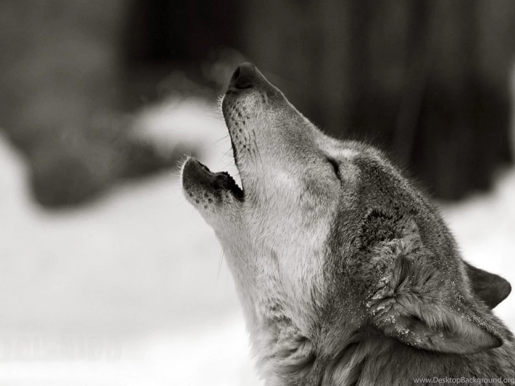Images of a white wolf wallpapers HD Wallpapers .NU